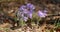 Belarus. Beautiful Wild Spring Flowers Pulsatilla Patens. Flowering Blooming Plant In Family Ranunculaceae, Native To