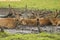 Belarus - Brest - Close-up view of the herd of red deer cervus elaphus lie resting in spring Bialowieza Forest national park