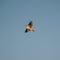 Belarus. Eurasian Skylark - Alauda Arvensis Flying In Spring Sky. The Eurasian Skylark Is A Passerine Bird In The Lark