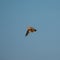 Belarus. Eurasian Skylark - Alauda Arvensis Flying In Spring Sky. The Eurasian Skylark Is A Passerine Bird In The Lark