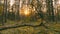 Belarus, Europe. Time Lapse. Beautiful Sunset Sun Sunshine In Sunny Autumn Forest. Sunlight Sunrays Shine Through Woods