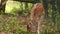 Belarus. Fallow Deer Or Dama Dama Grazes In aviary enclosure zoo cage.