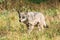 Belarus. Forest Eurasian Wolf - Canis Lupus Running In Natural E