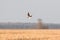 Belarus. Green Sandpiper - Tringa Ochropus Flying In Spring Sky. Small Wader - Shorebird