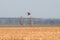 Belarus. Green Sandpiper - Tringa Ochropus Flying In Spring Sky. Small Wader - Shorebird