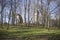 Belarus, Logoysk: estate ruins Tyshkevichey.