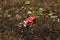 BELARUS, NOVOPOLOTSK - 14 JUNE, 2021: Crumpled Coca-Cola can in the grass