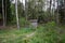 Belarus. Trees in the territory of Belovezhskaya Pushcha. May 23, 2017