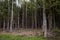 Belarus. Trees in the territory of Belovezhskaya Pushcha. May 23, 2017