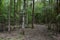 Belarus. Trees in the territory of Belovezhskaya Pushcha. May 23, 2017