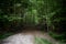 Belarus. Trees in the territory of Belovezhskaya Pushcha. May 23, 2017