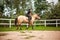 Belarus, Vitebsk region, July 9, 2021. Children\'s horse riding training.