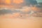 Belarus. Wild Bird Great Egret Ardea Alba Flying In Sunset Sky