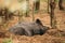 Belarus. Wild Boar Or Sus Scrofa, Also Known As The Wild Swine,