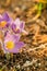 Belarus. Wild Spring Flowers Pulsatilla Patens. Flowering Plant In Family Ranunculaceae, Native To Europe, Russia