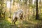 Belarus. Wolf, Canis Lupus, Gray Wolf, Grey Wolf With Closed Eyes Standing Outdoors In Autumn Day