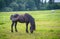 Belarusian draft horse in pasture