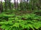 Belarusian forest. Green fern in the forest. The nature of Belarus.