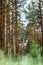 Belarusian forest landscape in spring. Republic of Belarus