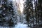 Belarusian forest in winter. Pines and firs covered with snow.