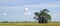 The Belarusian landscape. In the middle of summer. July. Mighty lonely oak in the field. High blue sky.