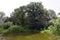 The Belarusian landscape. Oaks in the floodplain of the Pripyat River. The old riverbed. Shadows and bright light