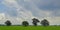 The Belarusian landscape. Polissya. Oaks in a meadow in the floodplain of the Pripyat River