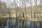 Belarusian landscape. A solid spring day in April. Forest river Vyacha. Reflection in water.