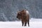 Belarussian Aurochs Or Bison Bonasus. Great European Brown Bison  Wisent , One Of The Zoological Attraction Of Bialowieza Forest