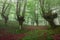 Belaustegi beech forest, Gorbea Natural Park, Vizcaya, Spain