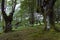 Belaustegi forest, Gorbeia natural park, Bizkaia, Basque Country