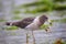 Belcher\'s Gull eating crab on the beach of Paracas Bay, Peru