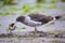 Belcher\'s Gull eating crab on the beach of Paracas Bay, Peru