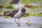 Belcher\'s Gull eating crab on the beach of Paracas Bay, Peru