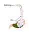 Belching. Air in the stomach. The structure of the esophagus and stomach. Infographics. Vector illustration