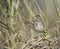 Belding`s Savannah Sparrow