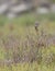 Belding`s Savannah Sparrow