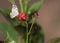 Belenois Aurota Butterfly on pink flower