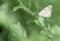 Belenois Aurota Butterfly resting on a plant