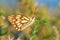 Belenois aurota , The pioneer white butterfly