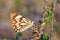 Belenois aurota , The pioneer white butterfly