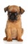 Belge Griffon puppy