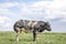 Belgian blue, beautiful beef bull, shy, with horn, in a meadow under a blue sky with clouds