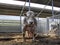 Belgian blue bull with a ring in his nose, big balls, with yellow ear tags, standing, in a stable