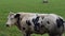 Belgian Blue Cattle