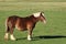 Belgian Cart Horse Profile