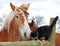 Belgian Draft horse and a cat