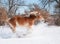 Belgian Draft horse charging through deep snow