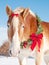 Belgian draft horse with a Christmas wreath