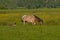 Belgian draft horse and couple of canada geese in a meadow with yellow flowers and trees behind